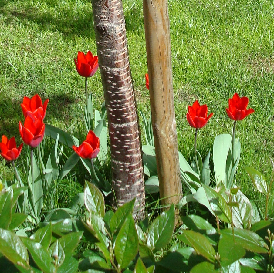 röda tulpaner vid Stella