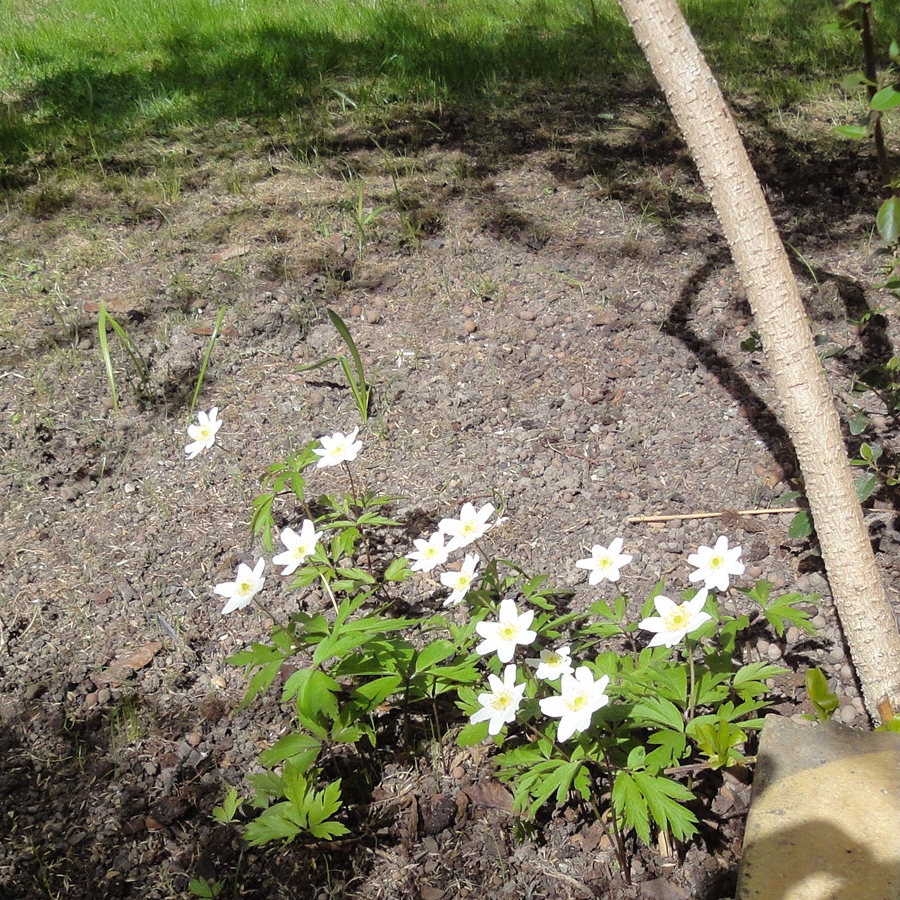 de vita blommor, exakt datum obekant