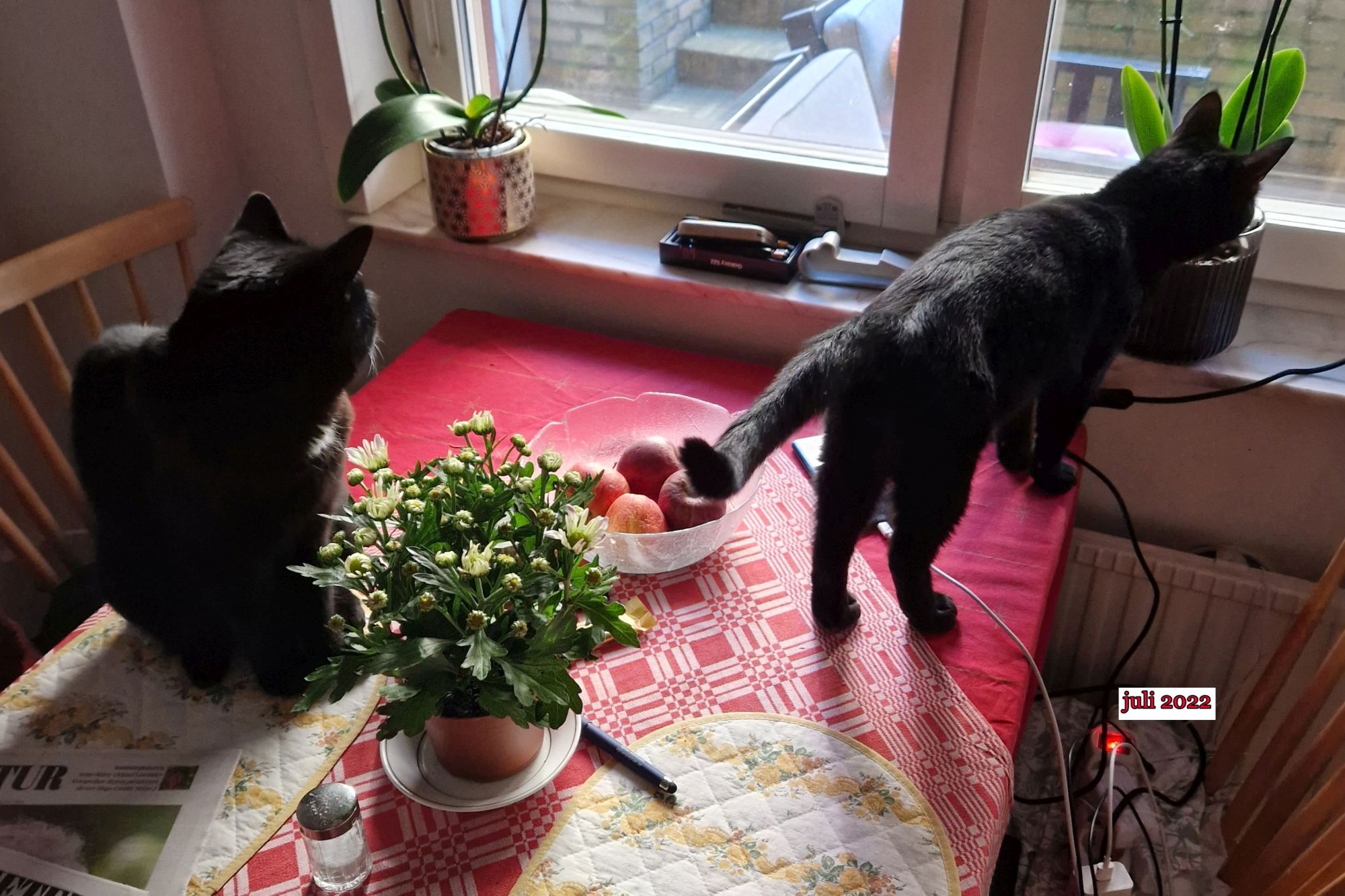 katter i köket