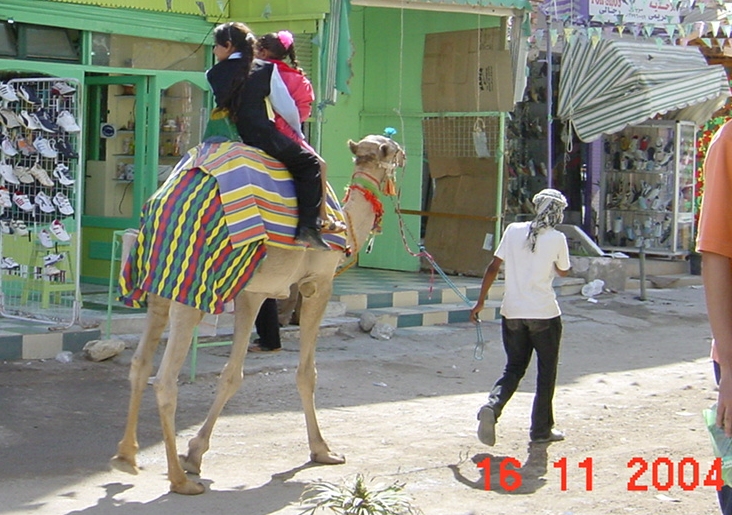 en kamel
