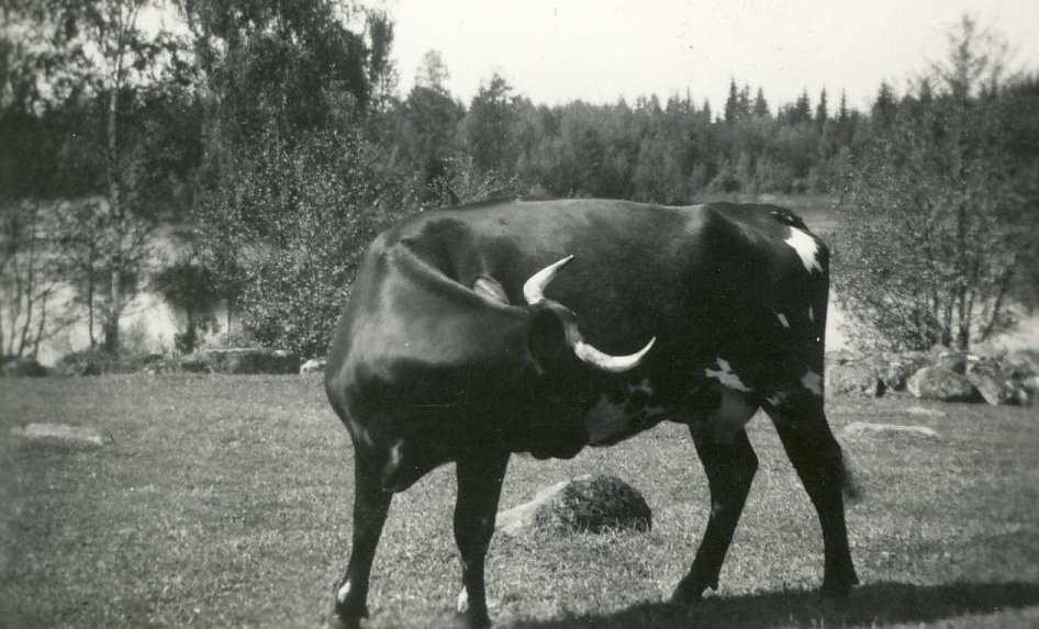 kossan Zenta, Bernalyckan, runt 1949